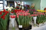[Tulipa Marrero (4).jpg]